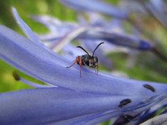 Cerceris concinna