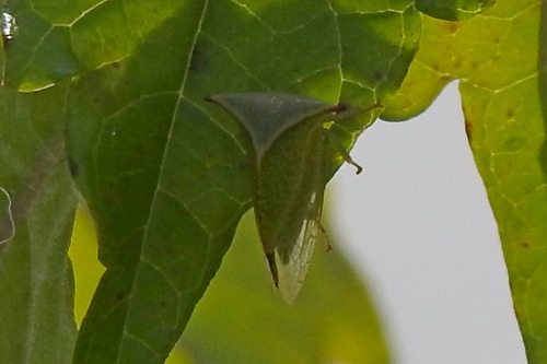 Buffalo Treehopper photo 6