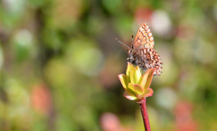 Callophrys eryphon