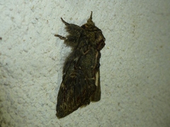 Peridea anceps