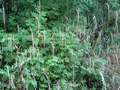 Elymus sibiricus