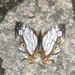 Mariposa Mapa Común - Photo (c) Alan Kwok / Ada Tai, algunos derechos reservados (CC BY-NC), uploaded by Alan Kwok / Ada Tai