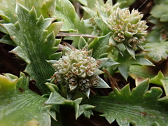 Eryngium vesiculosum
