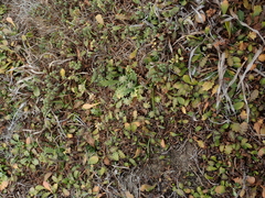 Eryngium vesiculosum