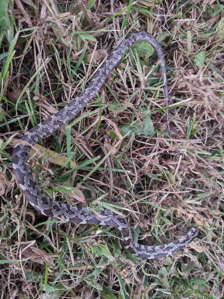 Eastern/Gray Ratsnake Complex from Boulevard Manor, Arlington, VA, USA