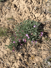 Astragalus calycosus