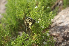 Papilio hospiton