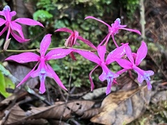 Oncidium vulcanicum, photograph (c) Rob Williams, some rights reserved (CC BY)