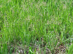 Anthoxanthum glabrum