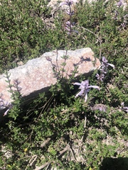 Syncolostemon albiflorus