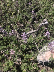 Syncolostemon albiflorus