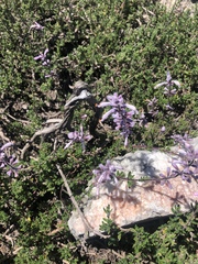 Syncolostemon albiflorus