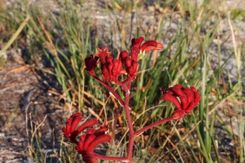 Image of Anigozanthos rufus by (c) Greg Tasney, some rights reserved (CC BY-SA)