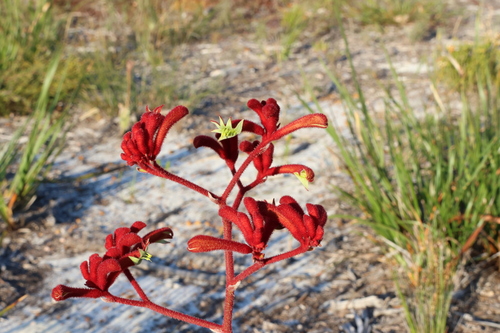 Image of Anigozanthos rufus by (c) Greg Tasney, some rights reserved (CC BY-SA)