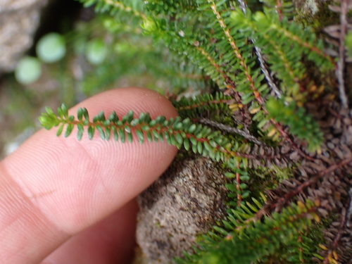 Image of Harrimanella stelleriana by no rights reserved