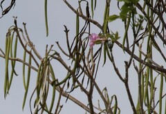 Tabebuia rosea image