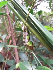 Menelaides