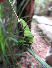 Menelaides