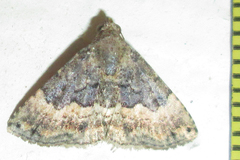 Eublemma nigrivitta