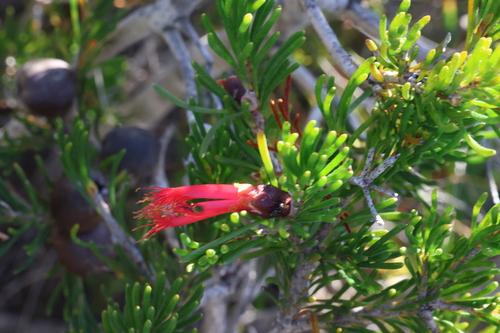 Image of Melaleuca valida by (c) Greg Tasney, some rights reserved (CC BY-SA)