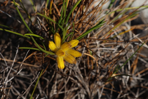 Conostylis vaginata (Conostylis vaginata)