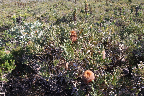 Image of Banksia baueri by (c) Greg Tasney, some rights reserved (CC BY-SA)