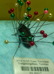 Diamesus bimaculatus