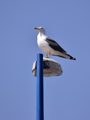 Larus fuscus