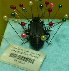 Diamesus bimaculatus