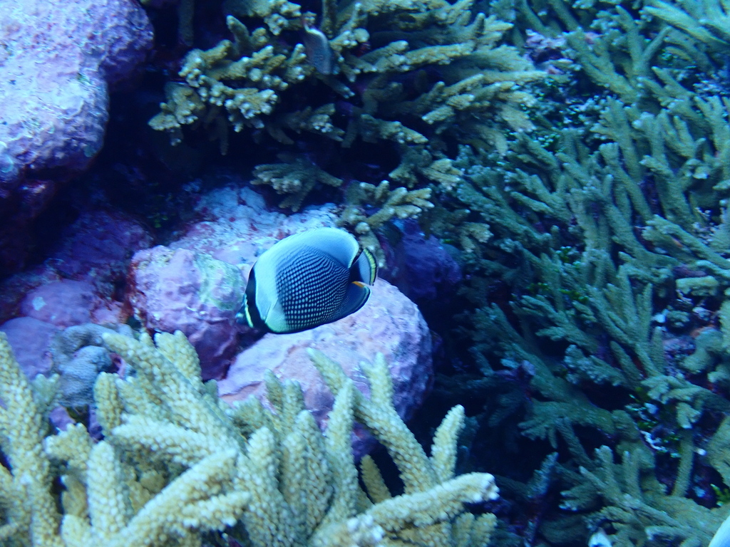 Black Butterflyfish