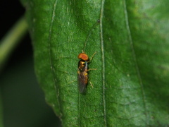 Microchrysa flaviventris