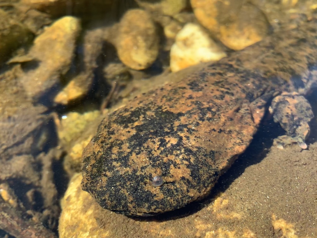 Eastern Hellbender in April 2022 by nickolascook · iNaturalist