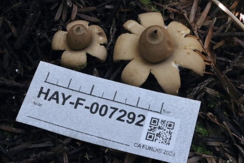 Geastrum saccatum (Photo 2 of 3)