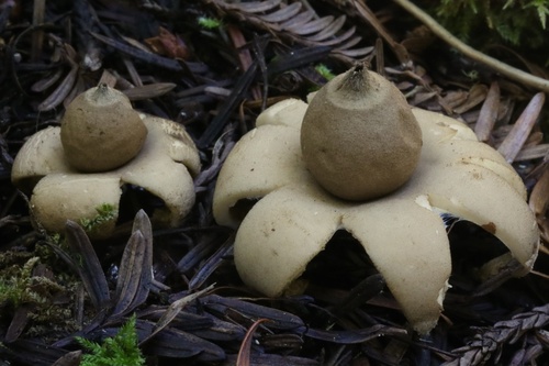 Geastrum saccatum