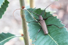 Xystrocera virescens