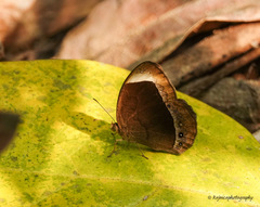 Mycalesis anaxias
