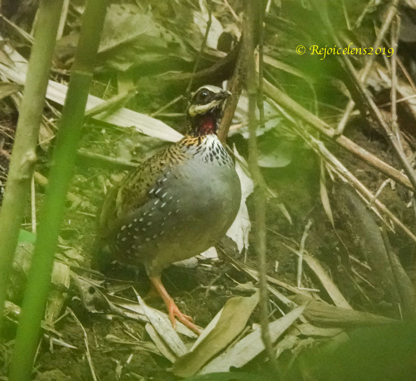 White-cheeked Partridge (Arborophila atrogularis), photo 3