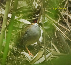 Arborophila atrogularis