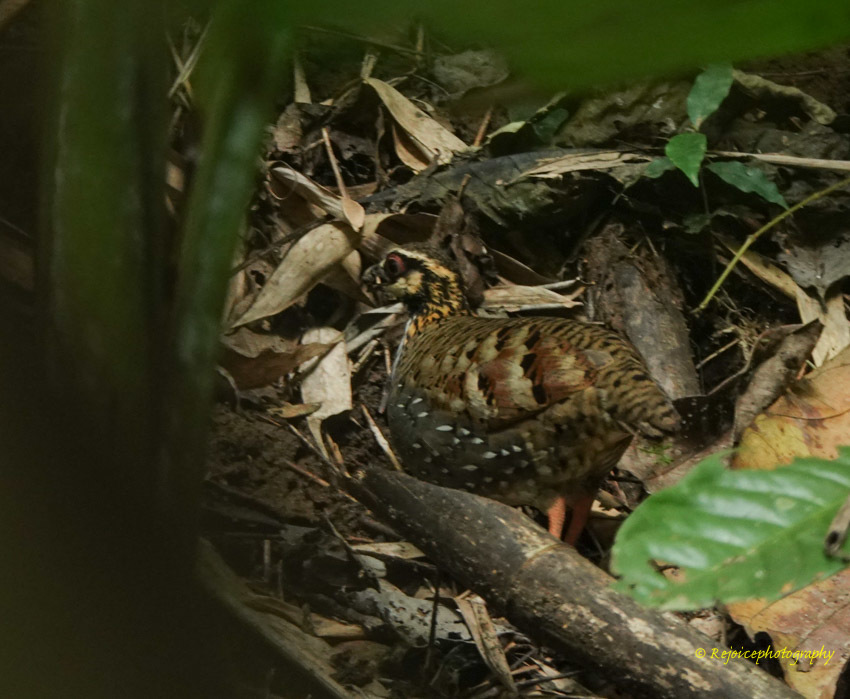 White-cheeked Partridge (Arborophila atrogularis), photo 4