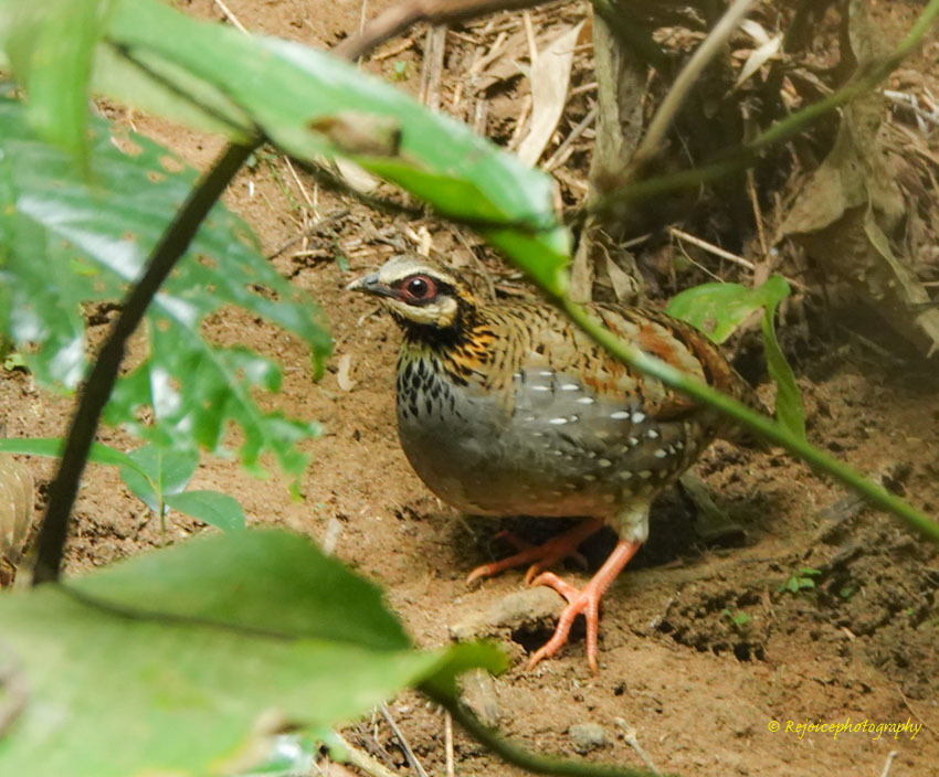 White-cheeked Partridge (Arborophila atrogularis), photo 5