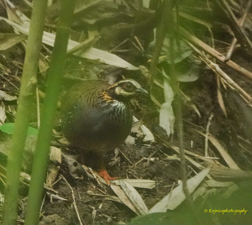 White-cheeked Partridge (Arborophila atrogularis), photo 6