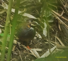 Arborophila atrogularis