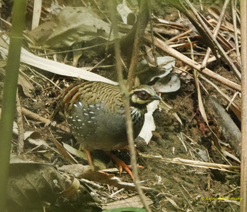 White-cheeked Partridge (Arborophila atrogularis), photo 7