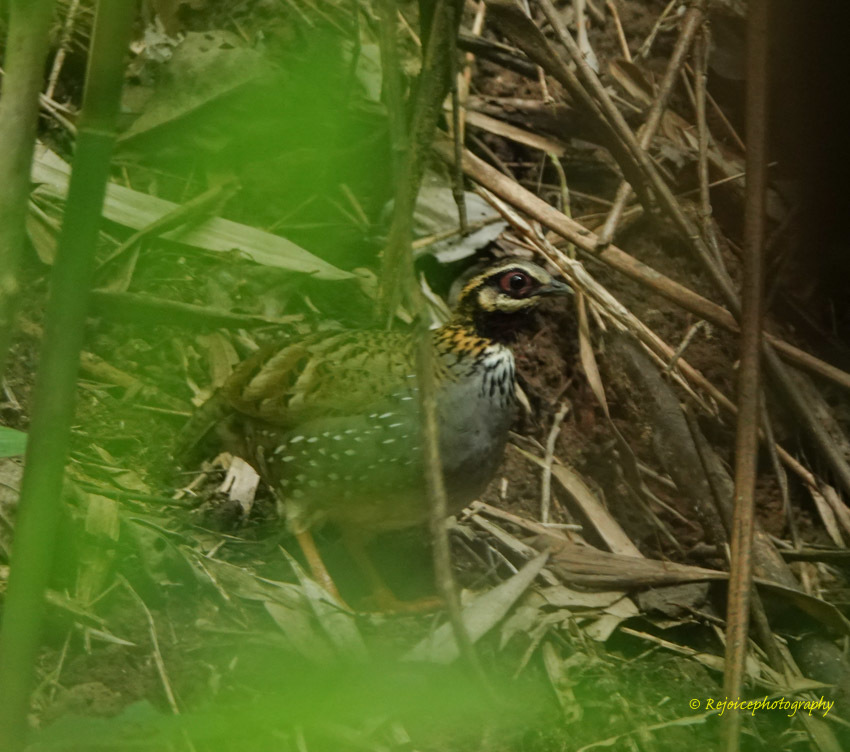 White-cheeked Partridge (Arborophila atrogularis), photo 8