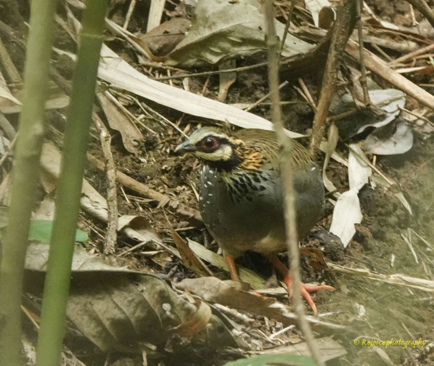 White-cheeked Partridge (Arborophila atrogularis), photo 9