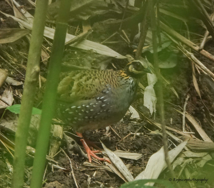 White-cheeked Partridge (Arborophila atrogularis), photo 10