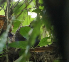 Arborophila atrogularis