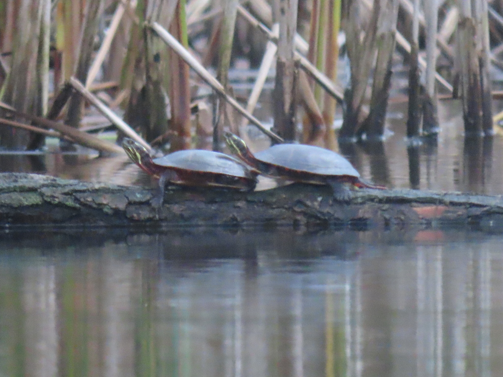 Midland Painted Turtle from Ottawa, ON, Canada on October 27, 2023 at