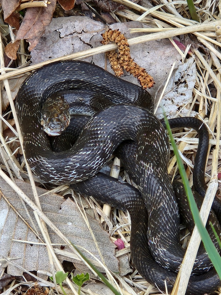 Eastern/Gray Ratsnake Complex in May 2023 by Jim Natale · iNaturalist