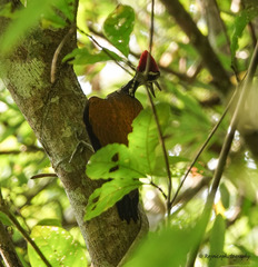 Chrysocolaptes guttacristatus
